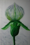 Orchidee Orchidee
