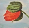 Mohn Mohn