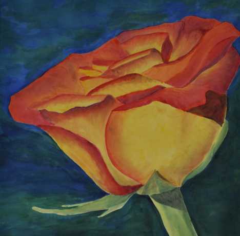 rotgelbe Rose rotgelbe Rose