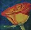 rotgelbe Rose rotgelbe Rose