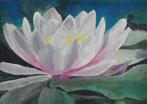 Seerose 1 Seerose 1