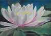 Seerose 1 Seerose 1