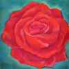 rote Rose rote Rose