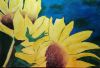  Sonnenblume 