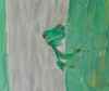 Frosch Frosch