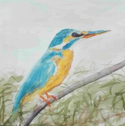 Eisvogel Eisvogel