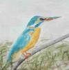 Eisvogel Eisvogel